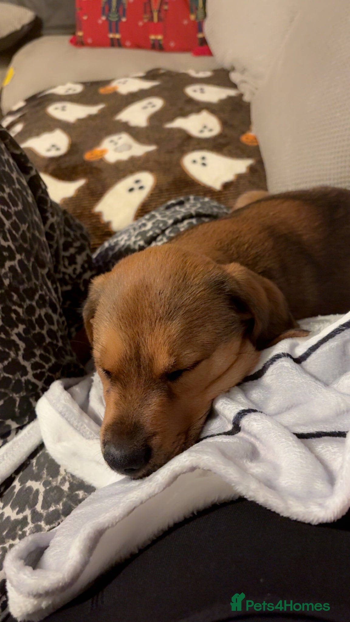 Mixed Breed dogs for sale: Skye our Rottweiler mixed female puppy - Advert 13