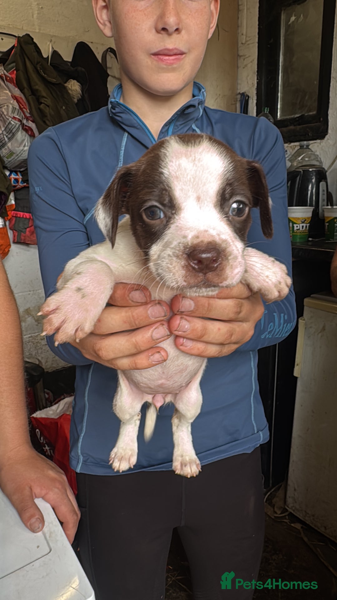 Mixed Breed dogs for sale: Boston spaniel ready now - Image 3