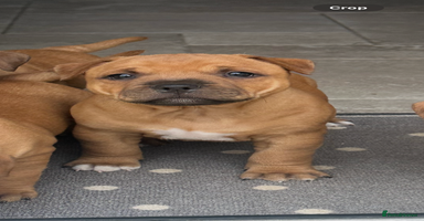 Staffordshire Bull Terrier dogs - Advert 9
