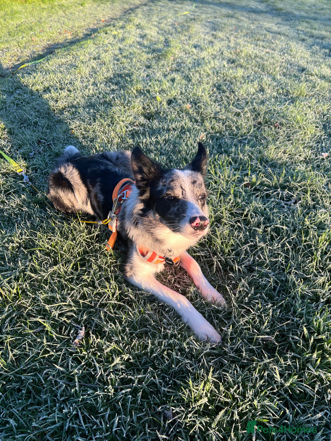 Border Collie dogs for sale: Merle border collie male  - Advert 7