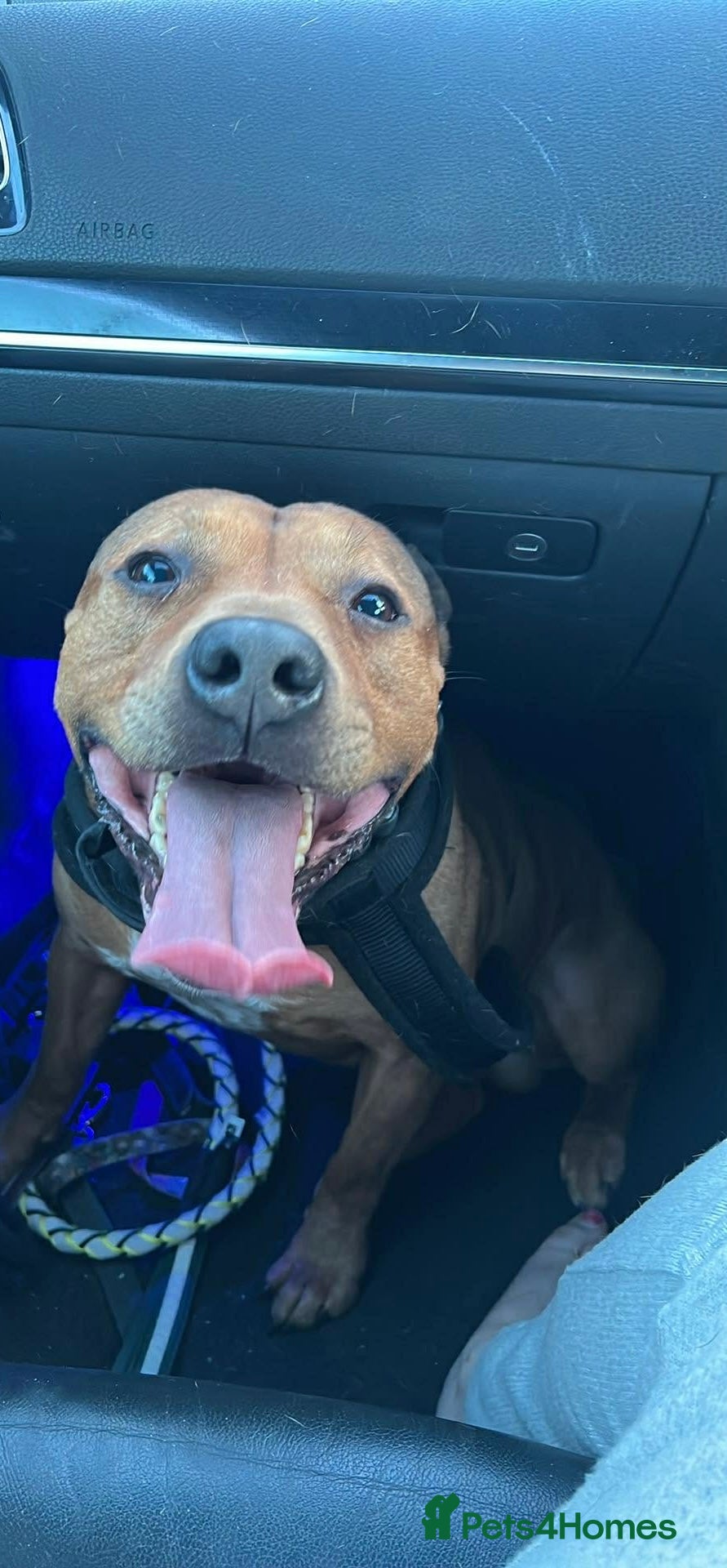 Staffordshire Bull Terrier dogs Staffy male  - Advert 2