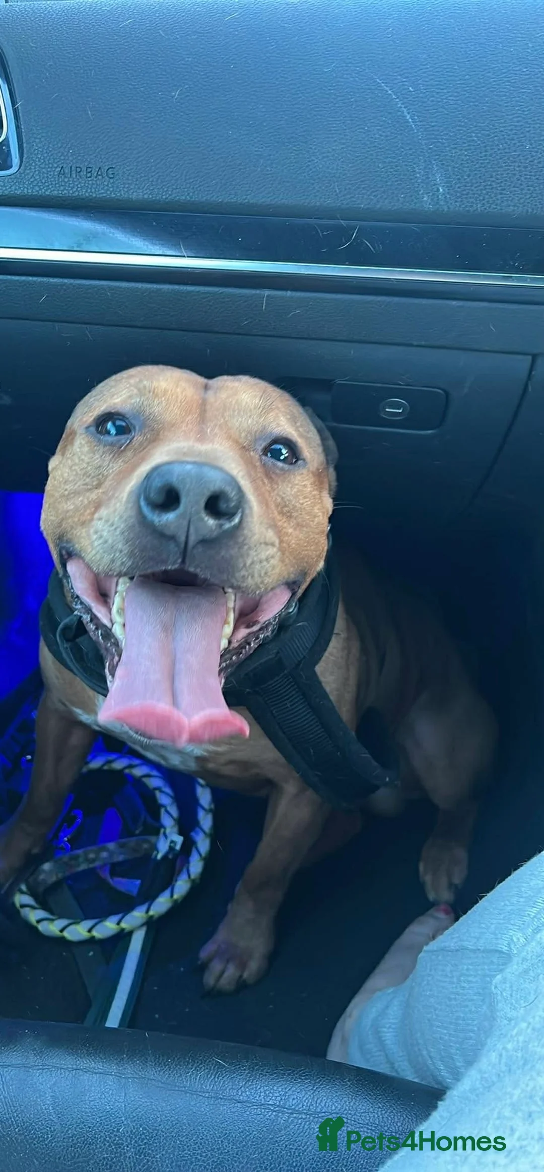 Staffordshire Bull Terrier dogs for sale: Staffy male  in Saint Leonards-on-sea - Advert 1