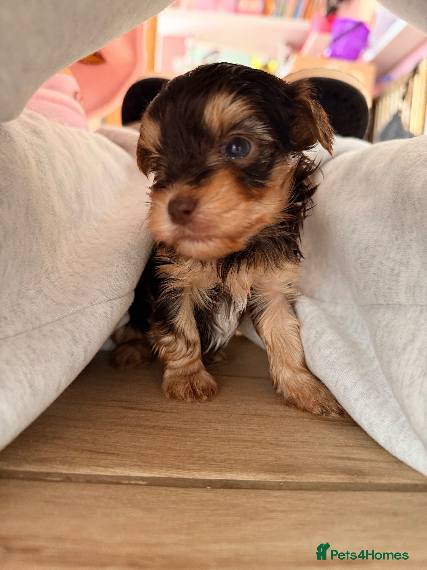 Yorkshire Terrier dogs Beautiful chocolate Biwer Yorkshire Terrier pupp  - Advert 3