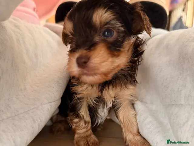 Yorkshire Terrier dogs Beautiful chocolate Biwer Yorkshire Terrier pupp - Advert 13