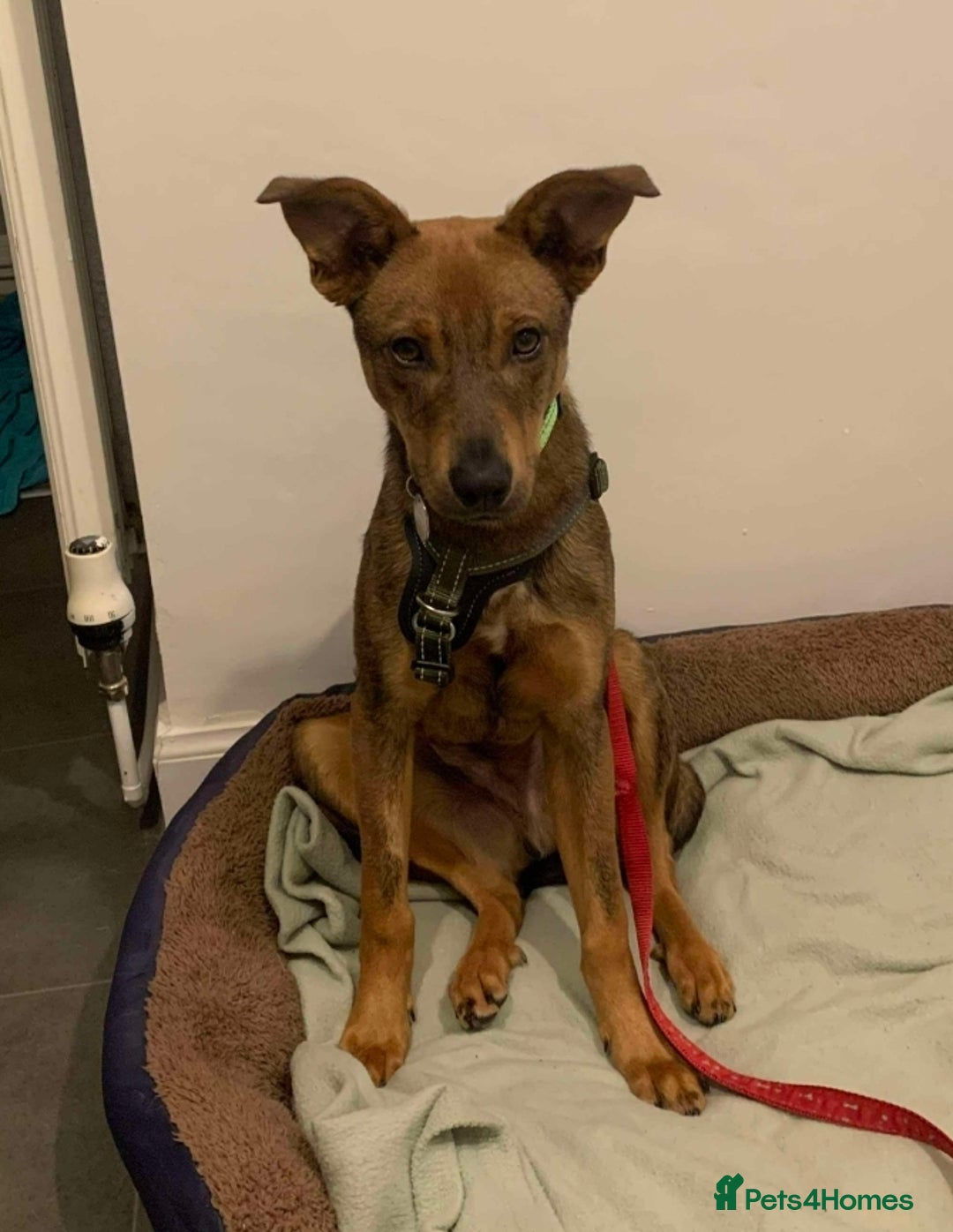 Mixed Breed dogs for adoption: APOLLO - Advert 1