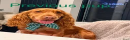 Cocker Spaniel dogs for sale: Stunning cocker pups excellent health testing  - Advert 9