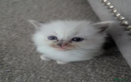 Ragdoll cats for sale: Beautiful Ragdolls  - Image 9