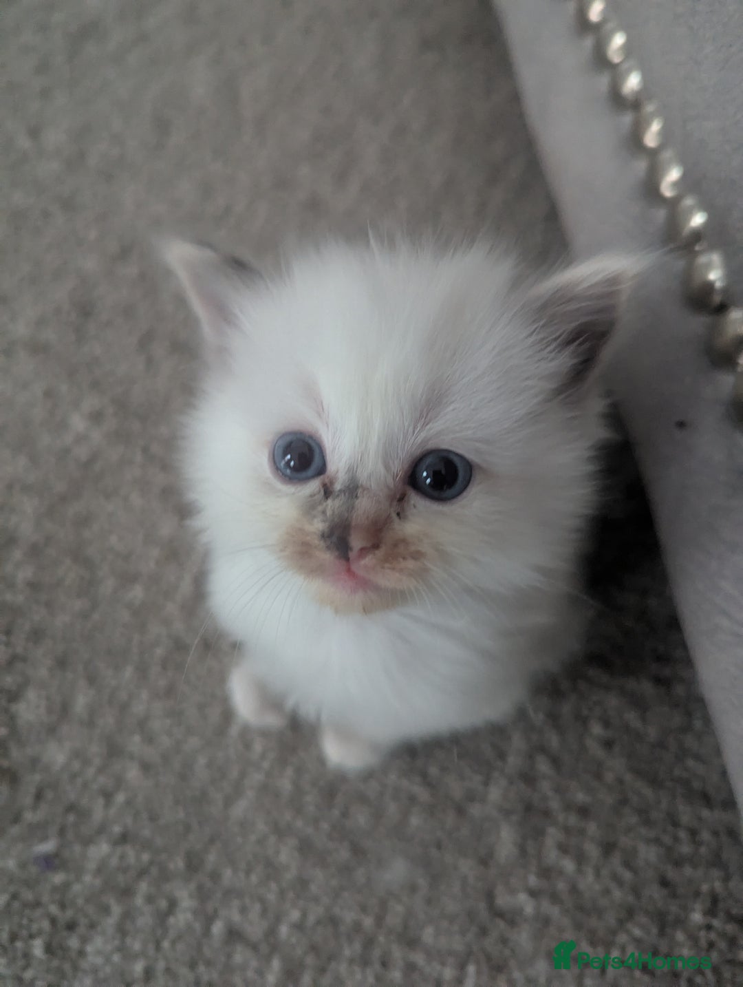 Ragdoll cats for sale: Beautiful Ragdolls  - Image 9