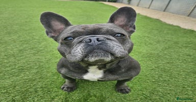 French Bulldog dogs - Advert 10