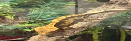 Gecko reptiles for sale: Crested gecko and full bio active tank  - Advert 7