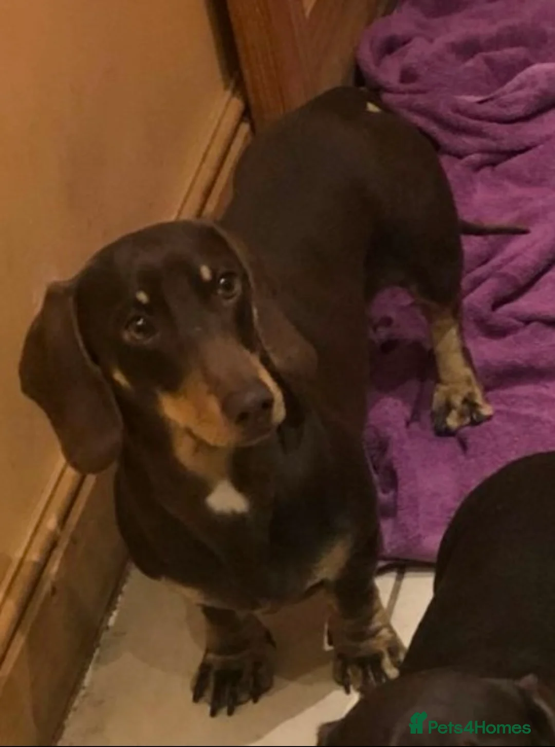 Miniature Dachshund dogs for sale: Miniature Dachshund Puppies - Advert 8