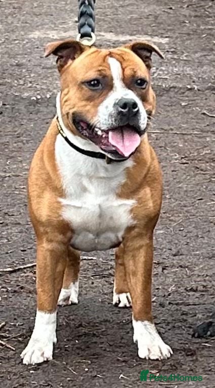 Staffordshire Bull Terrier dogs Red and white female SBT - Advert 2