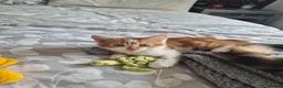 Mixed Breed cats for sale: 2 kittens for sale - Advert 15