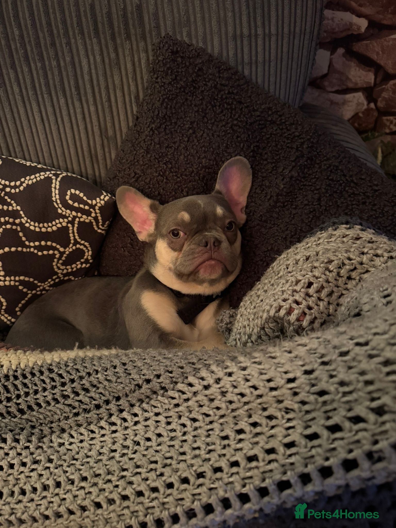 French Bulldog dogs 7 month old French bulldog  - Advert 1