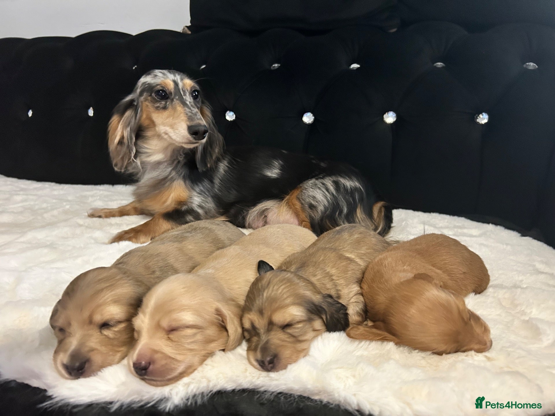 Dachshund dogs Long hair dachshund  - Advert 8
