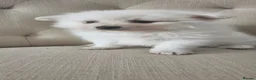 Pomeranian dogs for sale: Beautiful white Pommerian puppies - Advert 9