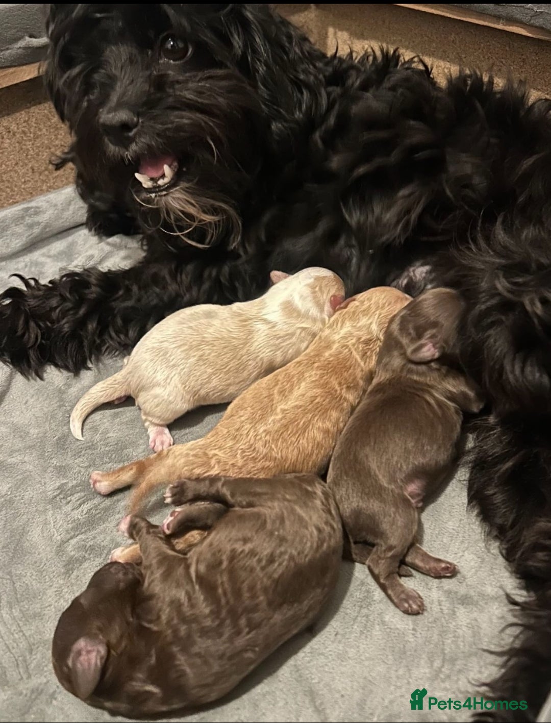 Shihpoo dogs for sale: 4 Beautiful Toy poodle x Shihpoos - Image 11