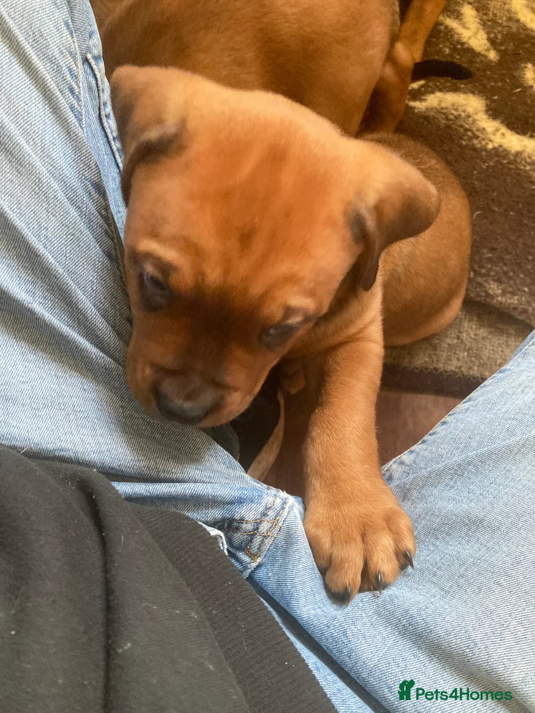 Mixed Breed dogs for sale: Rocco - Advert 9