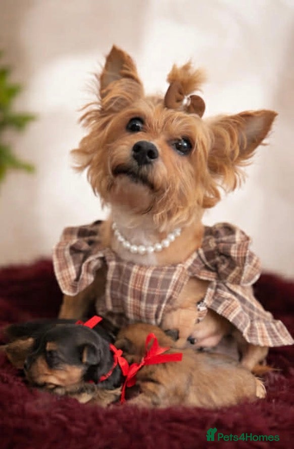 Yorkshire Terrier dogs Reservations are now open  - Advert 1