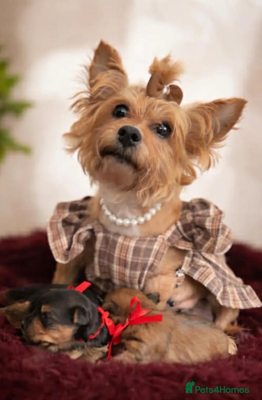 Yorkshire Terrier dogs for sale: Reservations are now open  in Bolton - Advert 1
