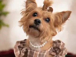 Yorkshire Terrier dogs Reservations are now open - Advert 1