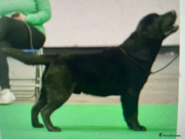 Labrador Retriever dogs 2 CHUNKY SHOW LABRADOR BLACK PUPPY BOYS AVAILABLE - Advert 2