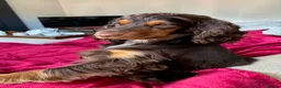 Cockapoo dogs for sale: Rare chocolate and tan pointed cockapoos - Advert 7