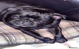 Pug dogs for sale: Female pug  - Advert 1