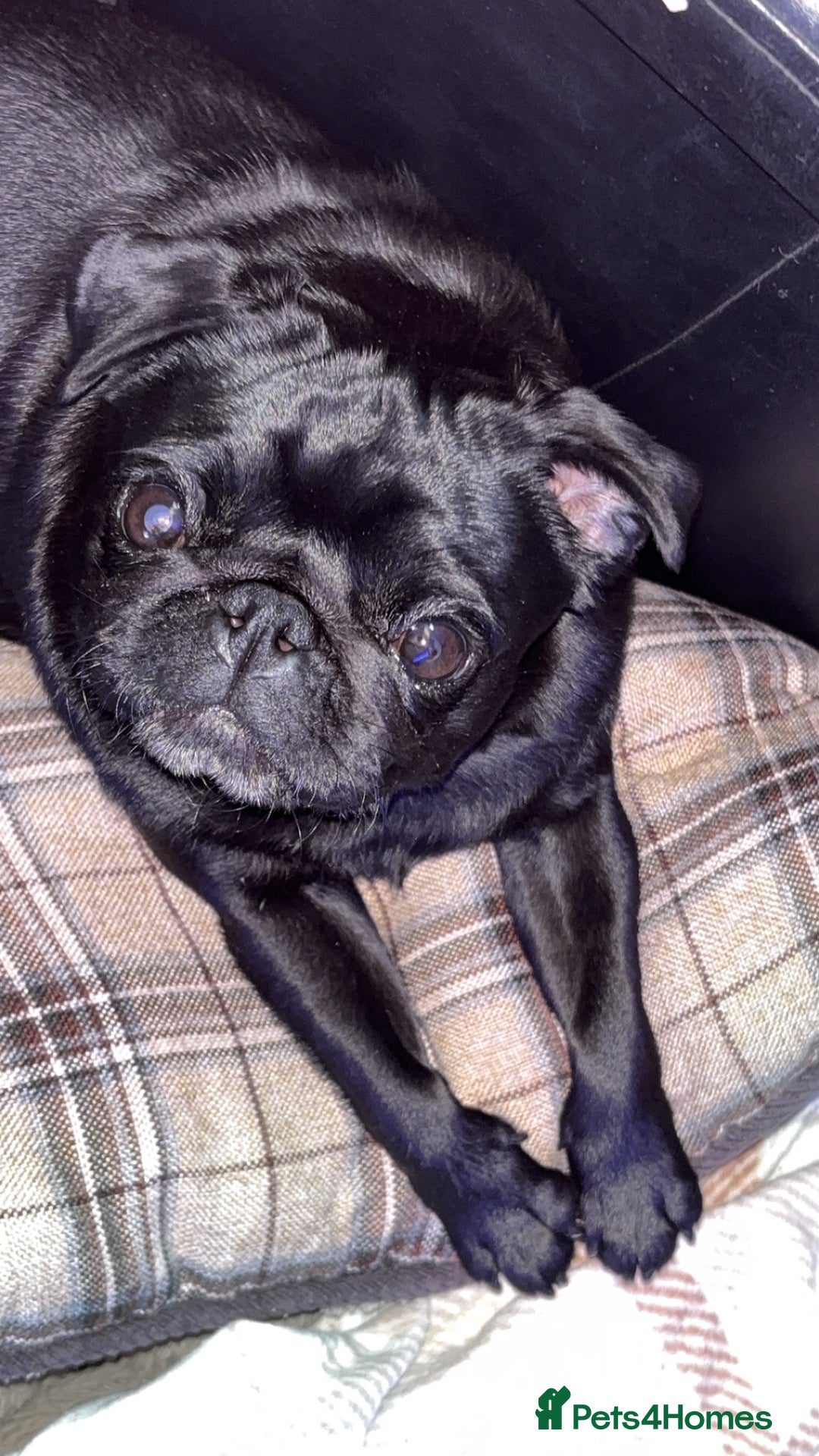 Pug dogs for sale: Female pug  - Advert 1