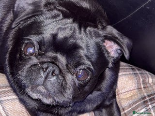 Pug dogs for sale: Female pug - Advert 1