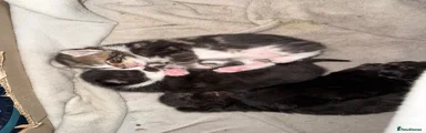 DSH Black (Female)