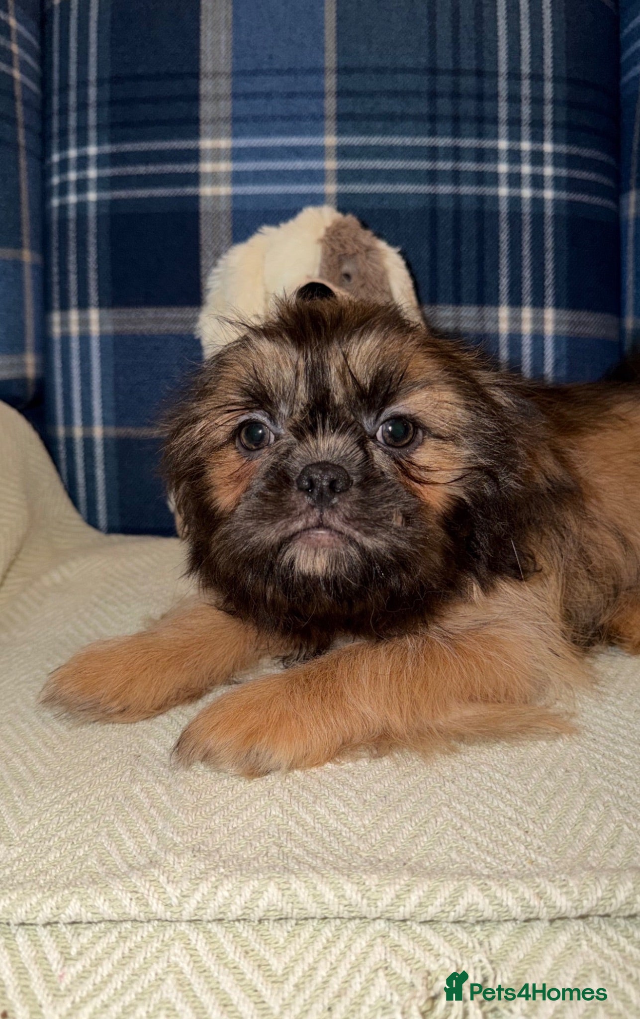 Shih Tzu dogs Last KC Blue Boy Available  - Advert 1