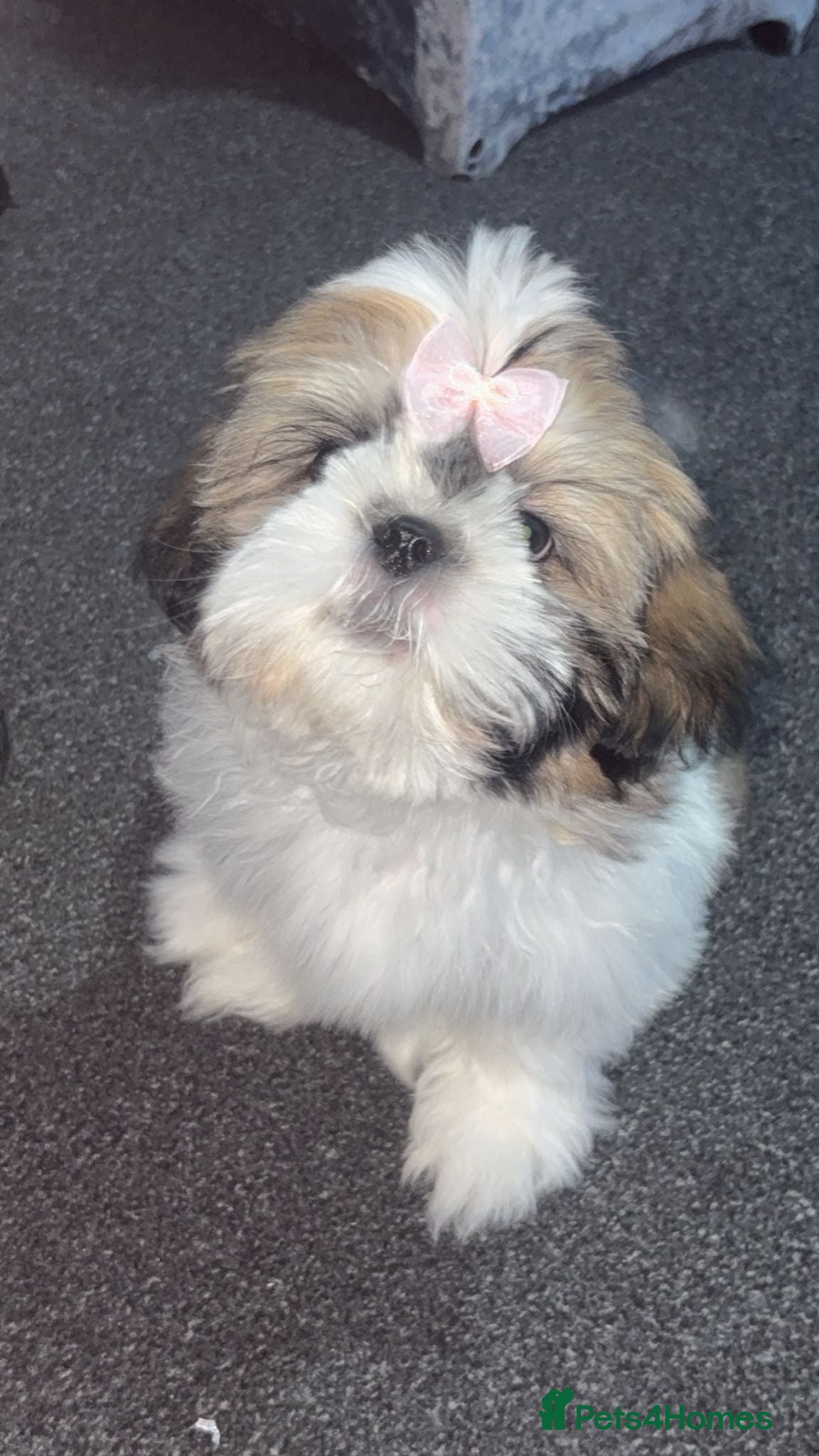 Shih Tzu dogs for sale: Shih Tzu in Nelson - Advert 1