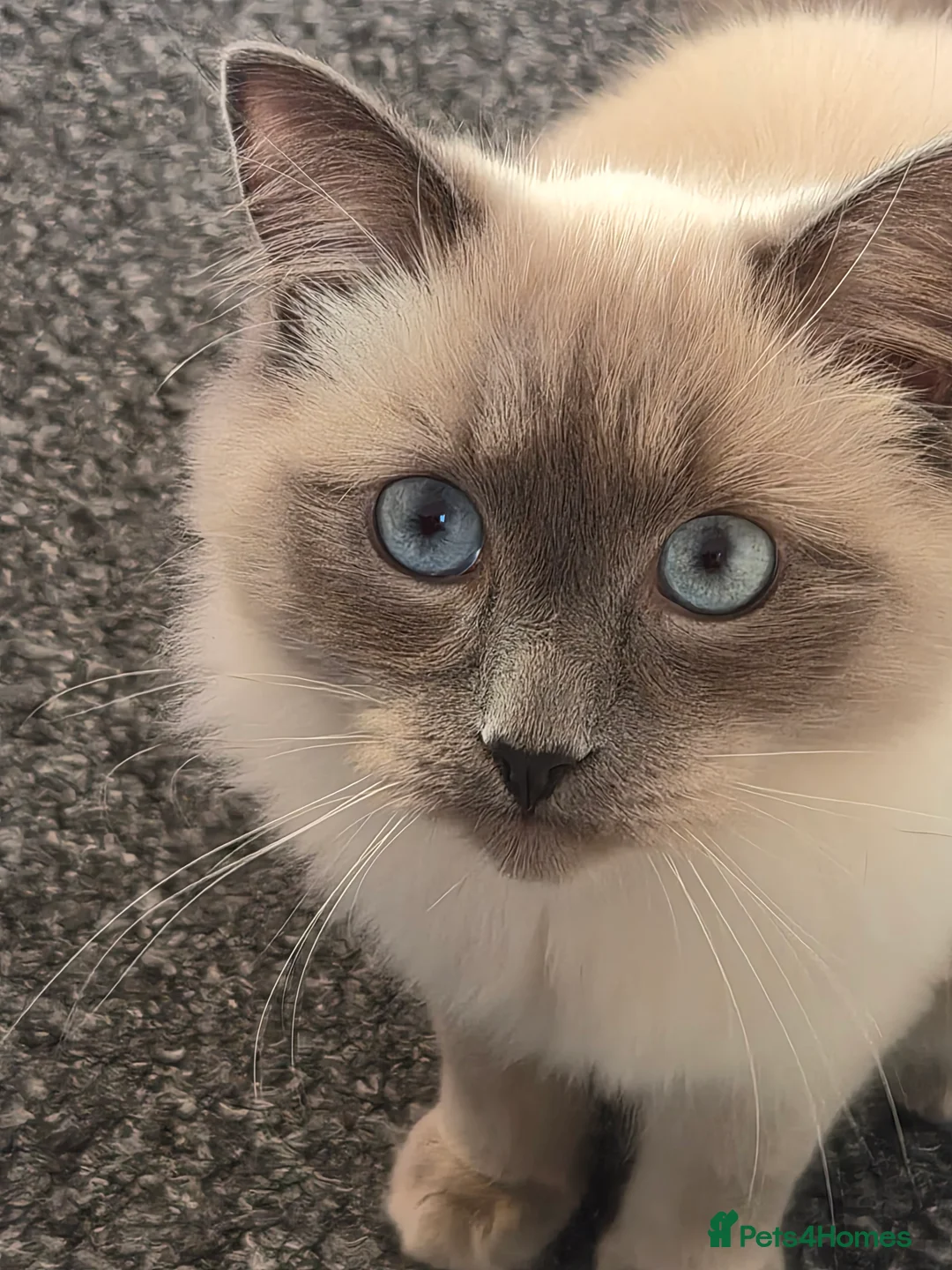 Ragdoll cats for sale: Gorgeous ragdoll kitten 😻 - Advert 4