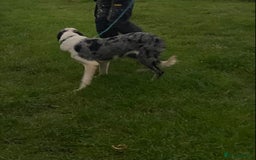 Border Collie dogs for sale: Beautiful Blue Merle Pup - Image 7