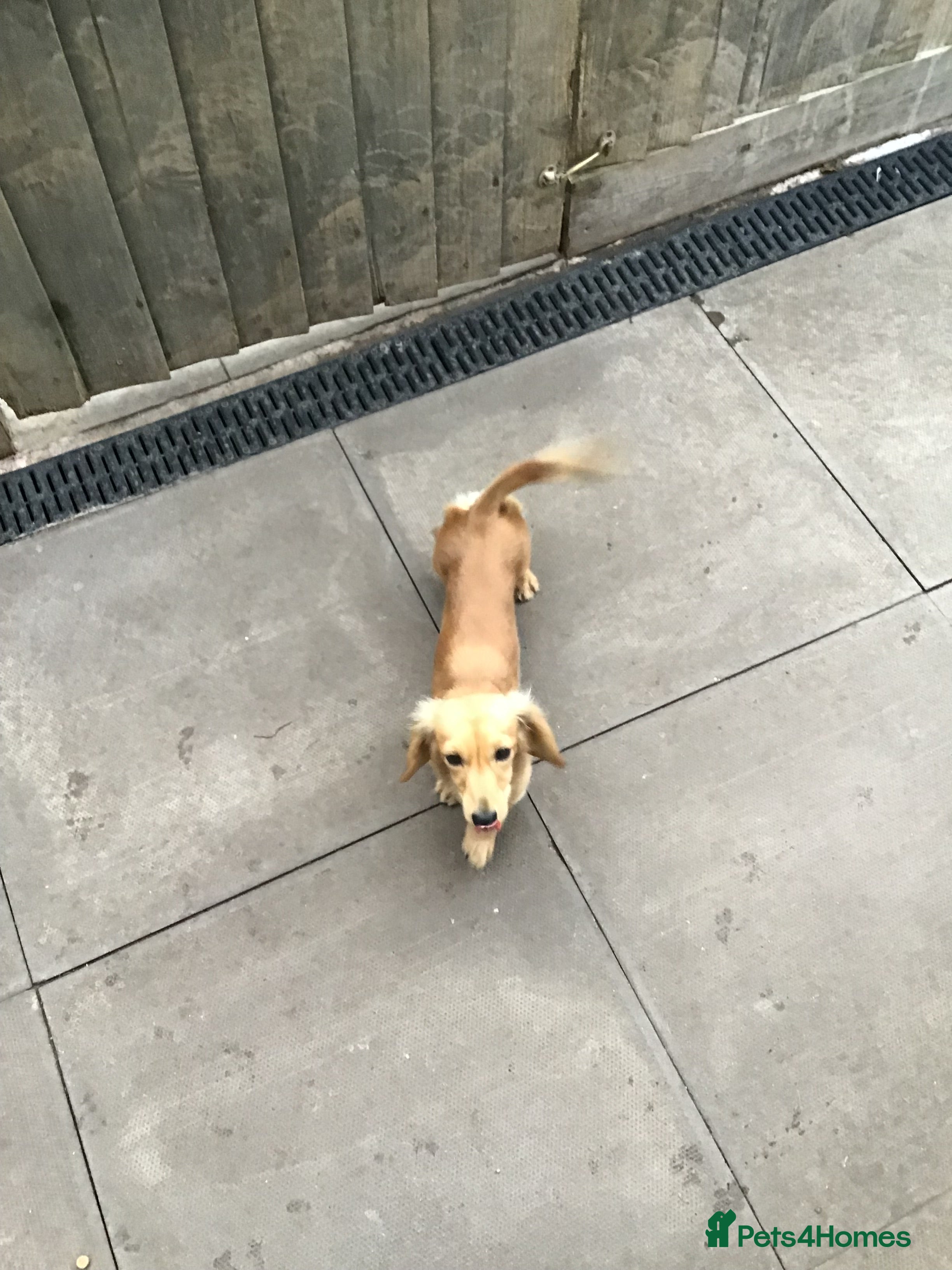 Miniature Dachshund dogs Cream longhair  - Advert 5