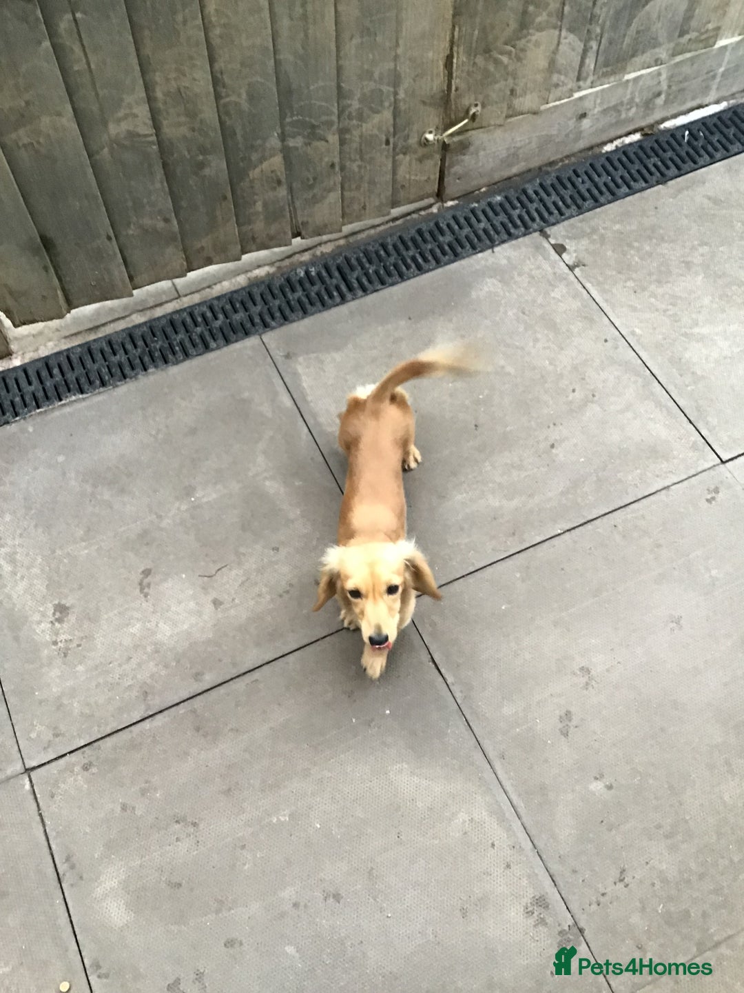 Miniature Dachshund dogs for stud: Cream longhair  - Advert 1