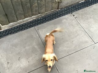 Miniature Dachshund dogs Cream longhair - Advert 21