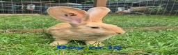 Continental Giant rabbits for sale: Pure Continental Giant Vaccinated  - Advert 6