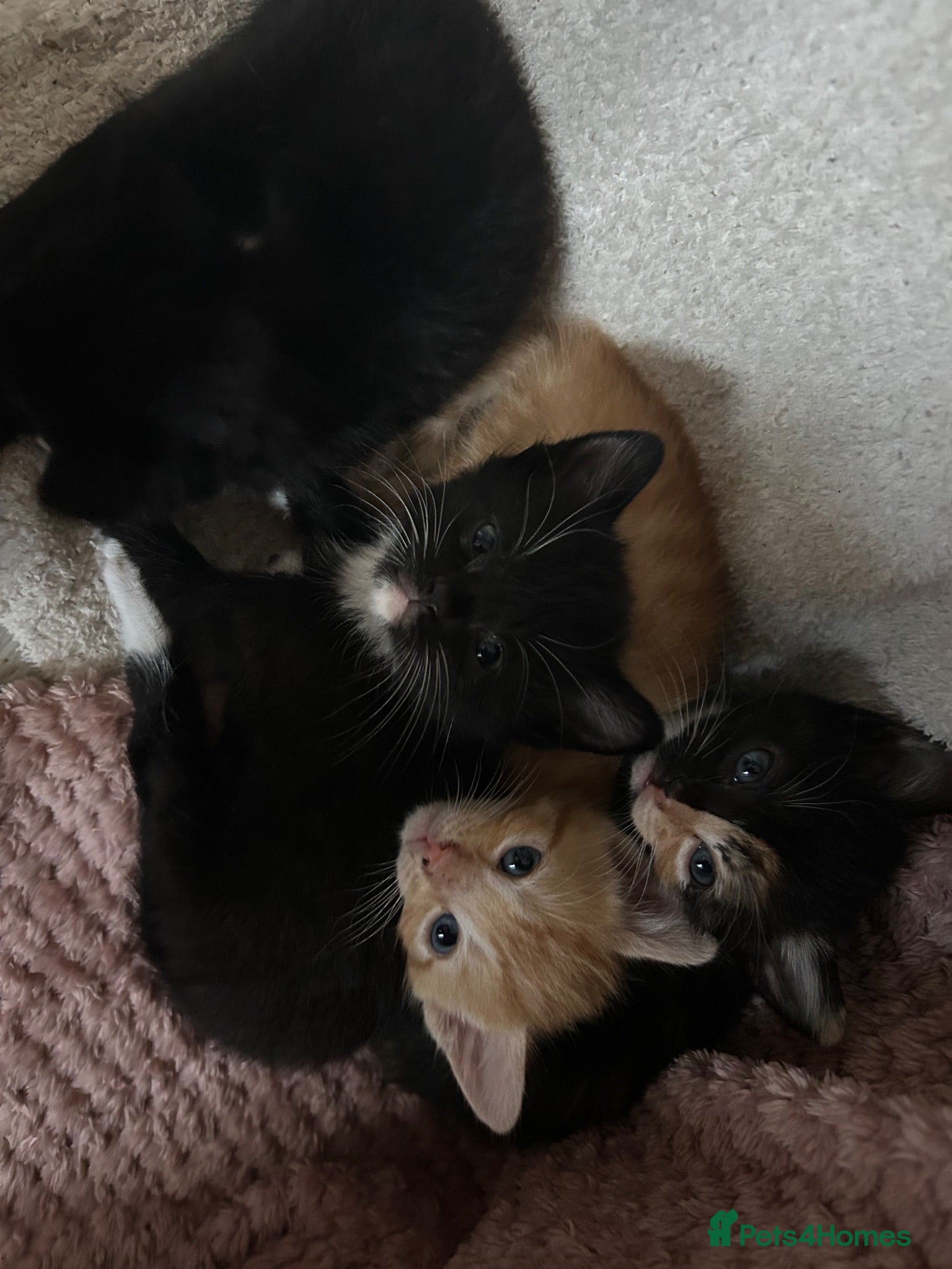 Persian cats Beautiful Persian x Maine coon Kittens - Advert 3