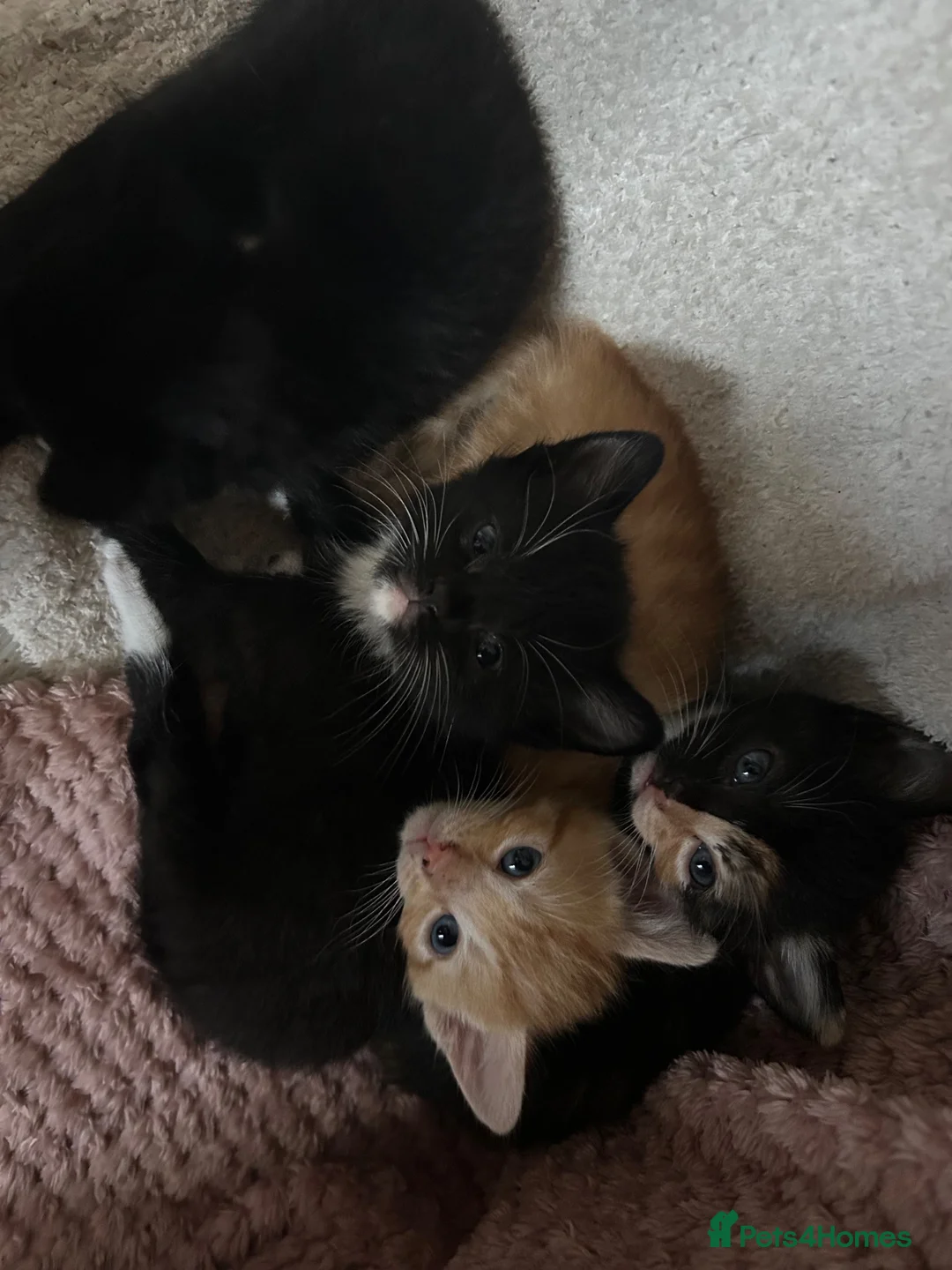 Persian cats for sale: Beautiful Persian x Maine coon Kittens - Advert 1