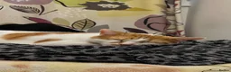 Mixed Breed cats for sale: Male Indoor Cat Needs Rehoming  - Advert 8