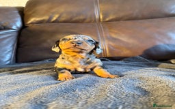 Dachshund dogs for sale: Beautiful standard dachshund puppies ❤️ - Image 10