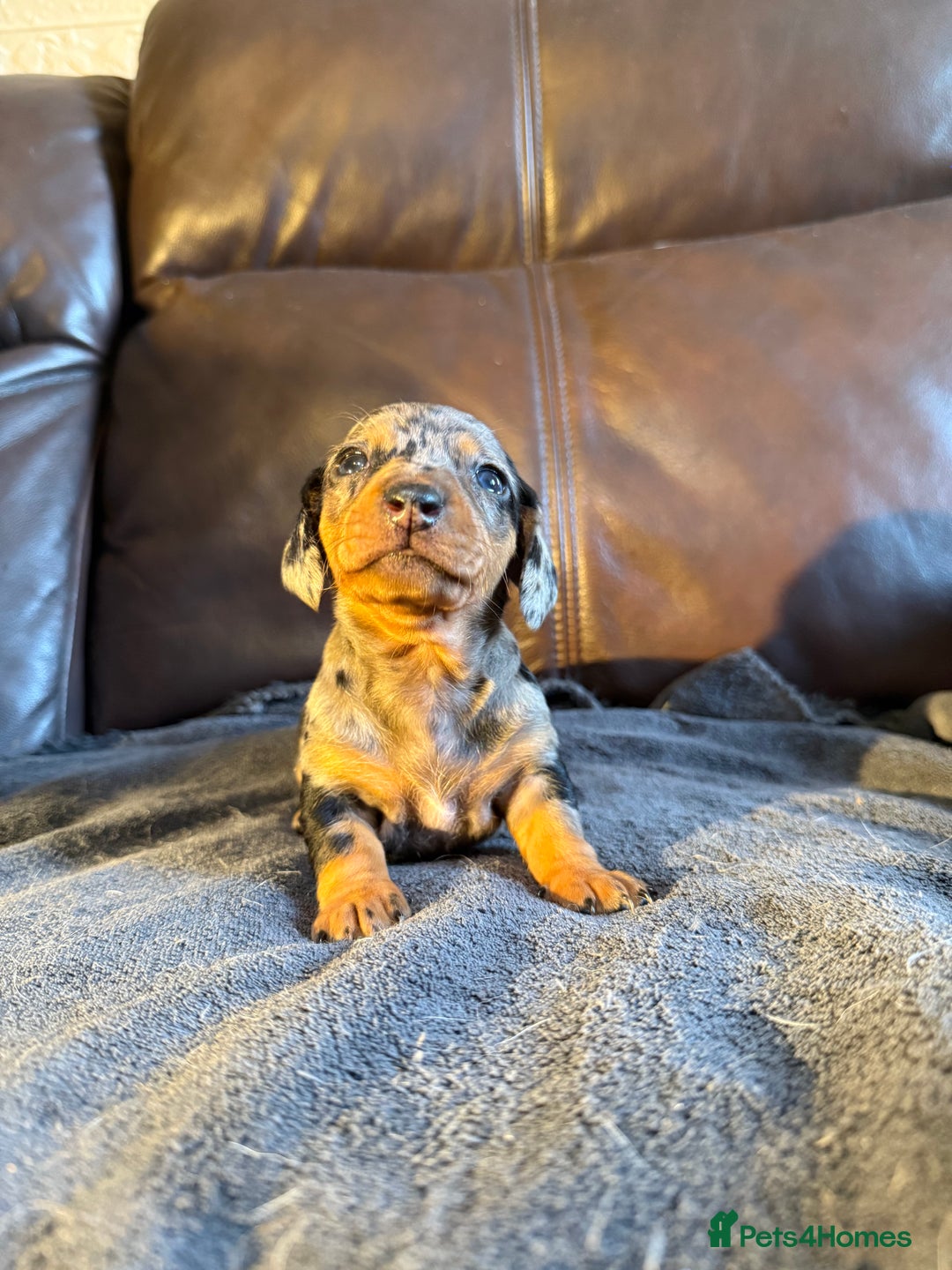 Dachshund dogs for sale: Beautiful standard dachshund puppies ❤️ - Image 10