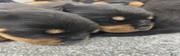 Rottweiler dogs for sale: KC Rottie puppies  - Advert 3