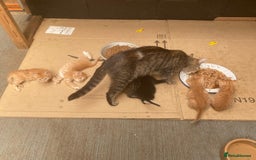 Mixed Breed cats for sale: Beautiful farm kittens  - Image 5