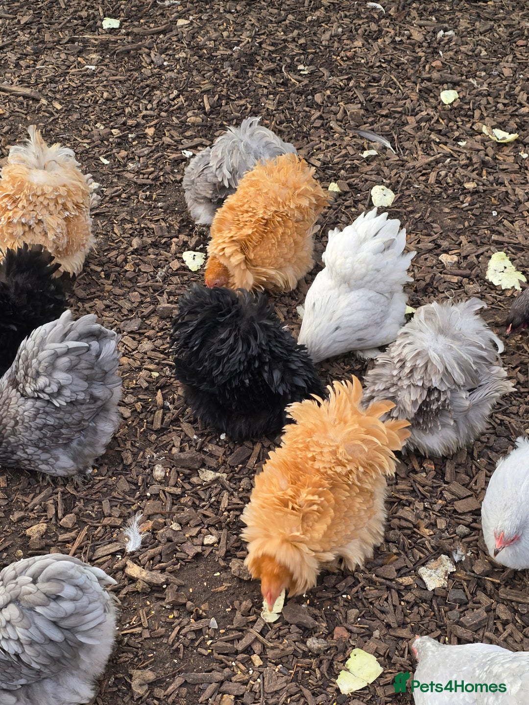 Chickens poultry for sale: Pekin Bantam Pullets  - Advert 4