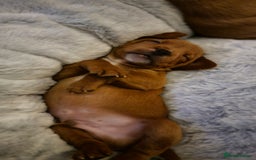 Mixed Breed dogs for sale: Frenchie x cockerpoo pups - Image 1