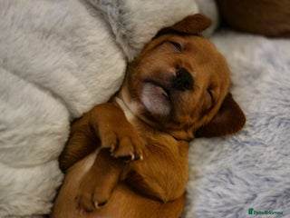 Mixed Breed dogs - Advert 2