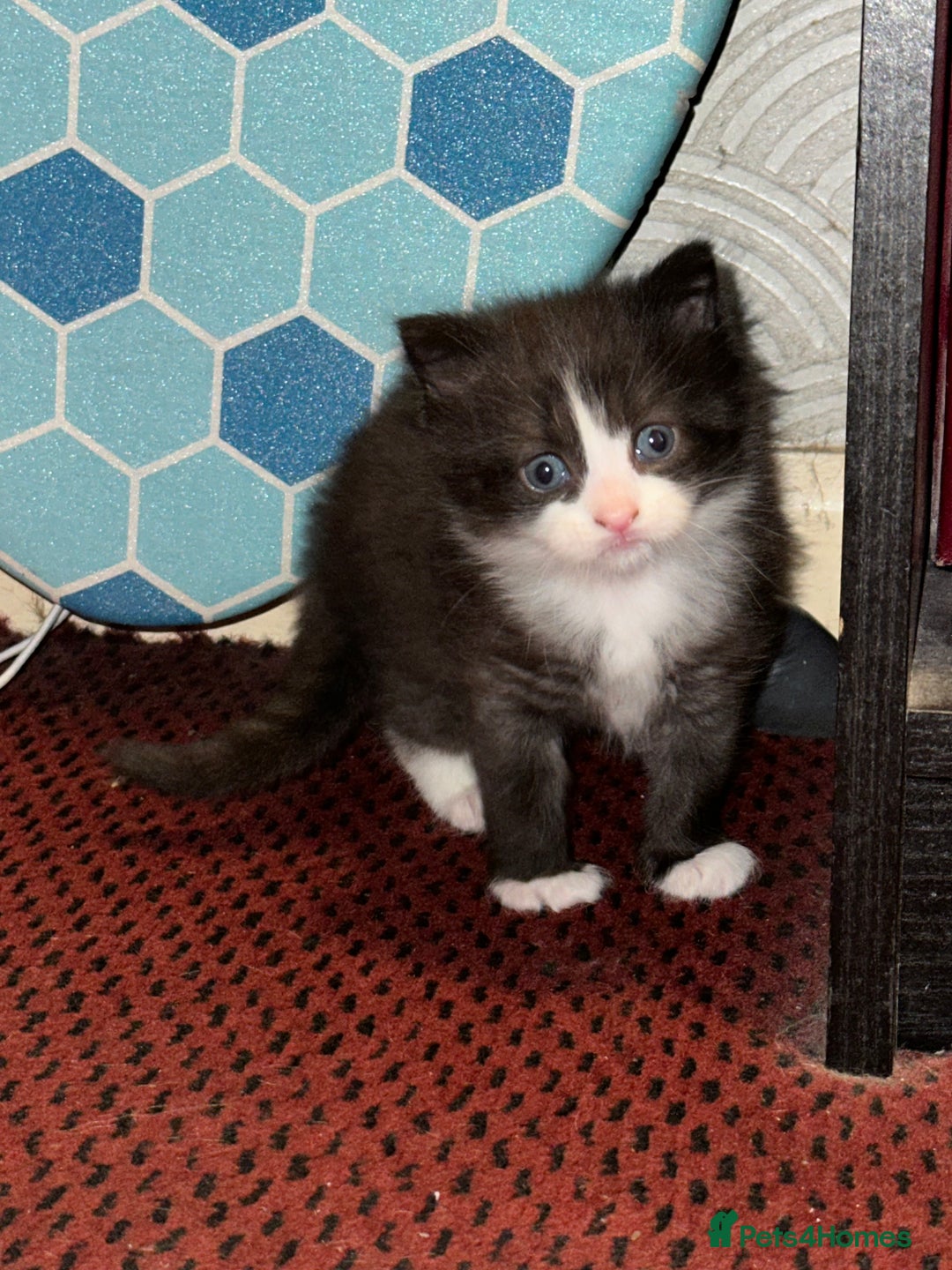 Mixed Breed cats for sale: 4 beautiful male kittens needing homes - Image 18